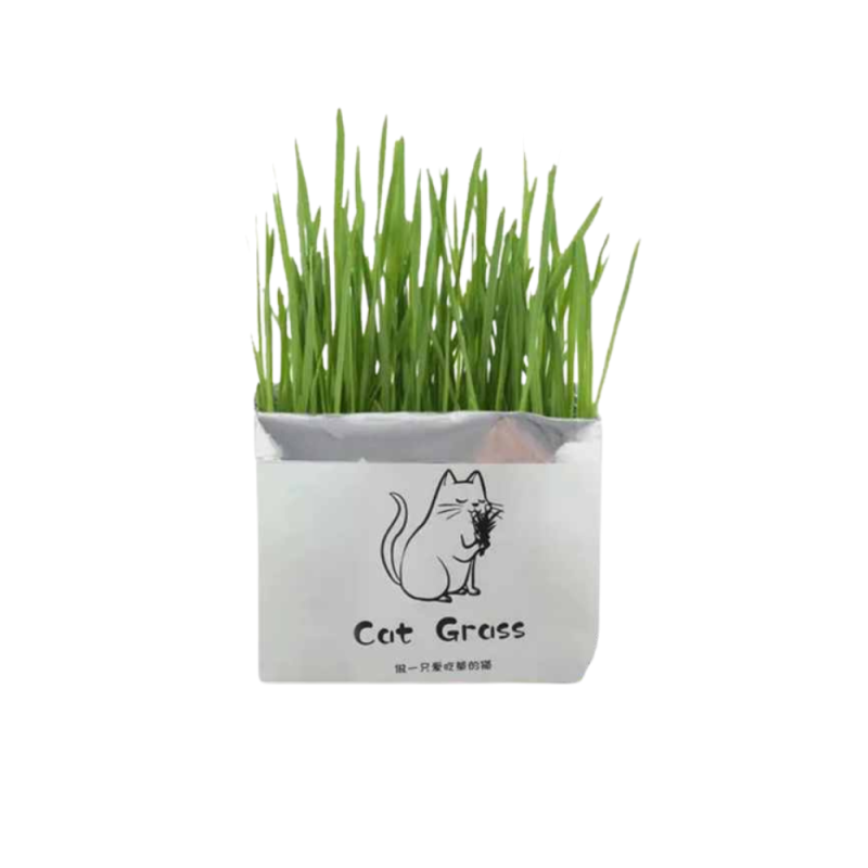 چمن گربه Cat Grass